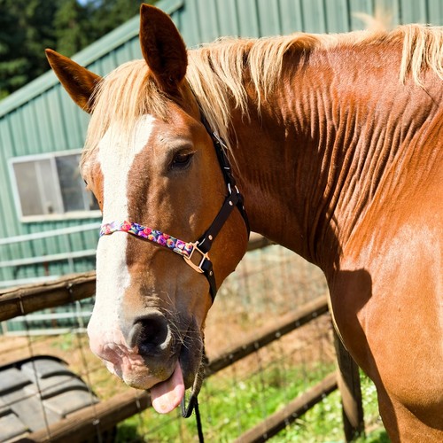 Biothane draft horse halter - horse,