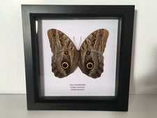 Giant Owl Butterfly (Caligo