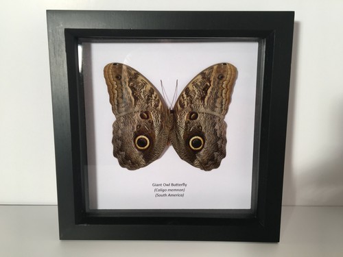 Giant owl butterfly caligo - butterfly, (caligo