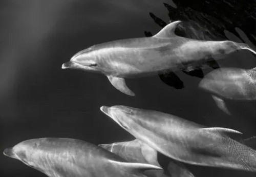 Ikea bjorksta dolphins - ikea, picture