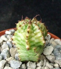 Euphorbia Ferox Variegated choice seed-grown 4cm collectors succulent / cactus