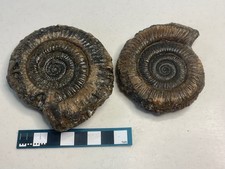 Dactylioceras Ammonite Fossil