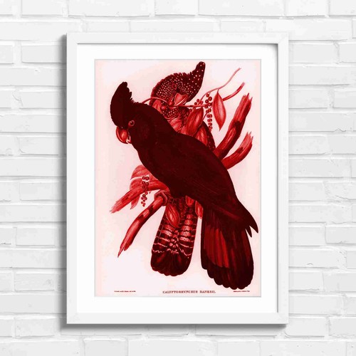 Vintage black cockatoo - black,