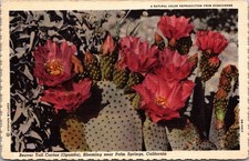 Palm Springs CA Beaver Tail