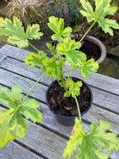 Scented variegated Pelargonium