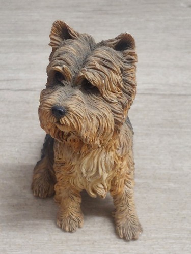 Yorkshire terrier from the - terrier,