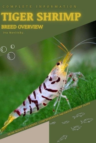Tiger shrimp from - from, novice
