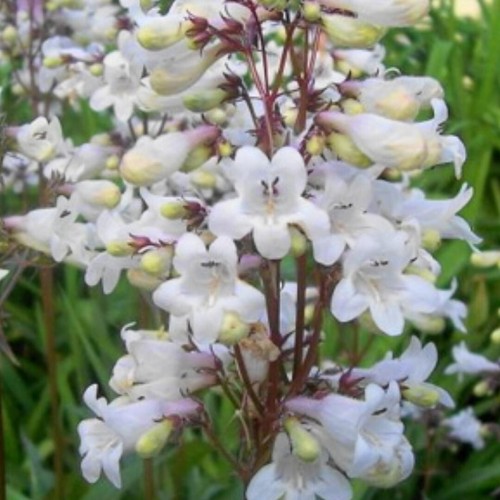 Penstemon digitalis husker - penstemon, 'husker