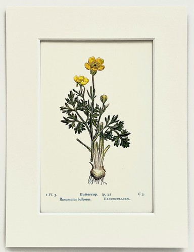 Buttercup 1920 antique - buttercup,