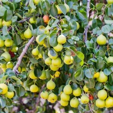 Wild pear tree 2ft - pear, in
