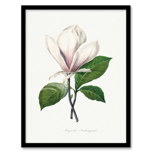 Pierre joseph redoute framed - pierre,