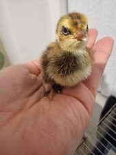 12x Cortunix Japanese Quail