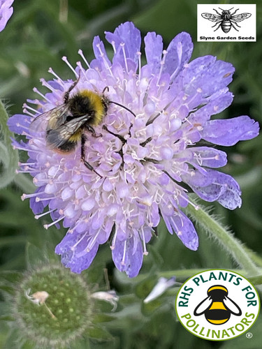 Devil bit scabious - bit, purple