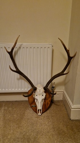 Red stag hunting trophy - hunting, skull
