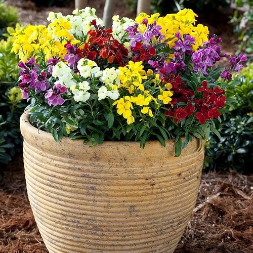 Erysimum wallflower pack - erysimum,