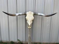 Longhorn STEER SKULL 4 Feet