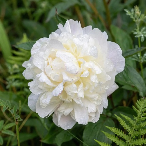 Peony duchesse nemours bare - de,