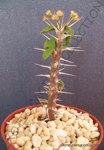Euphorbia delphinensis - euphorbia,