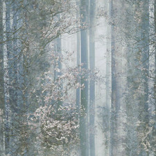 Natural Woodland Forest