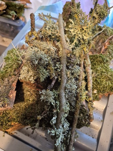 Scottish borders lichen - scottish,