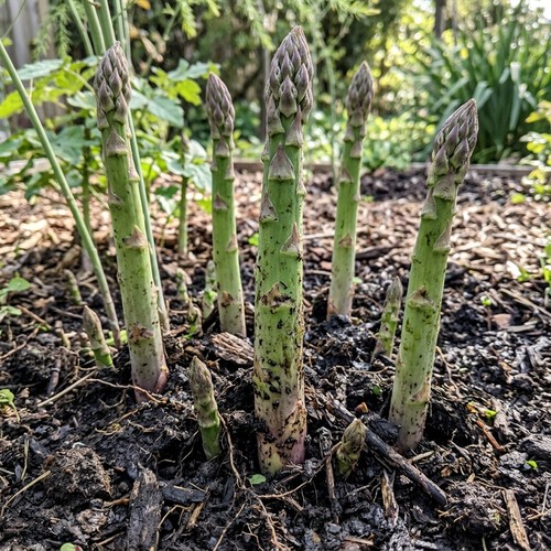 100 jersey giant asparagus - 100,