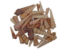 Natural Shells - Seashells