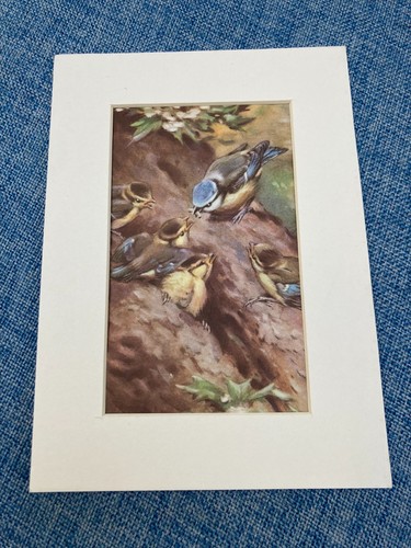 Vintage ladybird book - vintage,