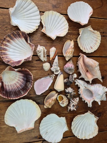 Natural sea shell collection - natural,