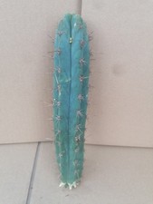 X1 Large Blue Cactus! Beautiful Pieces. Ready To Root. 