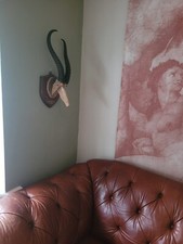 Curious Taxidermy Springbok stag Buffalo antelope bull Horns skull Mannequin 