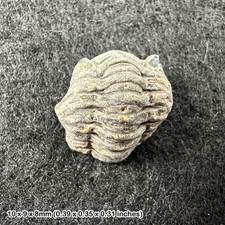 Enrolled Phacops Trilobite