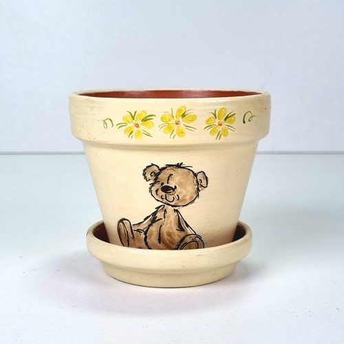 Teddy bear plant - plant, saucer