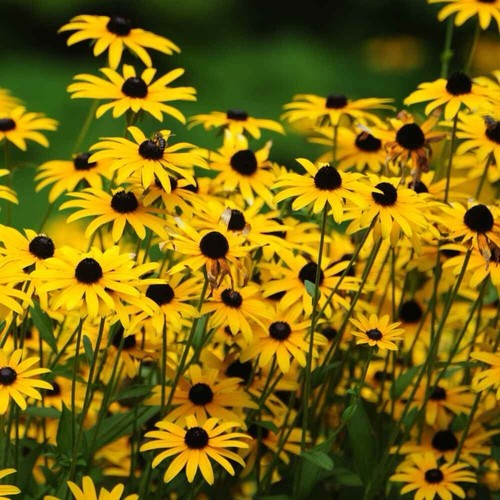 2000 black eyed susan - seeds,
