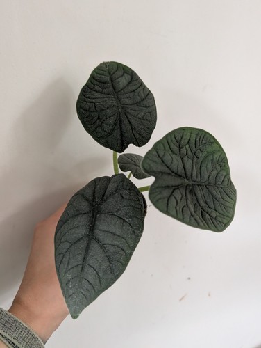 Alocasia melo houseplant