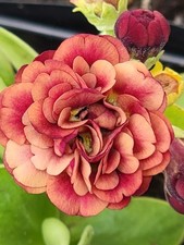 Primula auricula 'Brownie' -