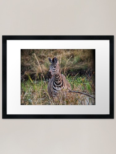 Zebra the grass framed art - zebra,
