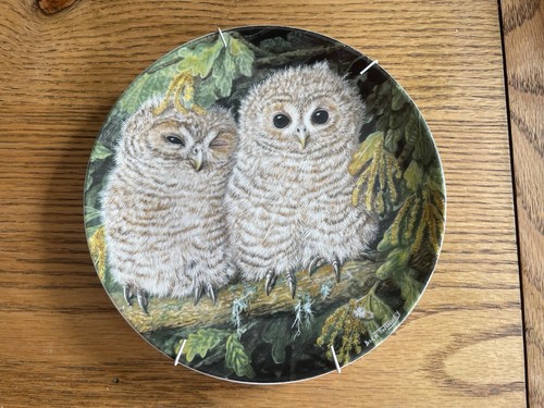 Wedgwood the baby owls by - baby,