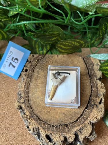 Fossil shark tooth pendant - shark,