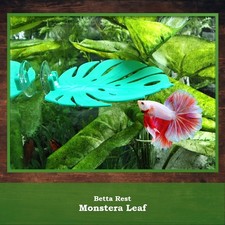 Betta ledge hammock - betta, monstera