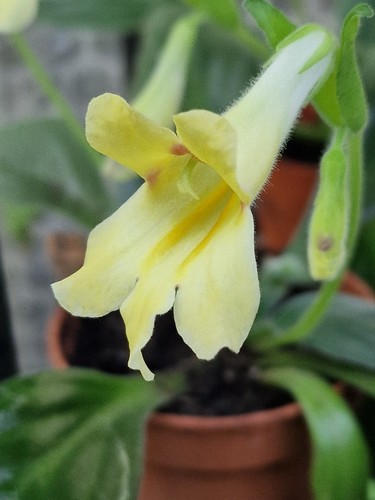 Primulina aiko plant - primulina, 'aiko'