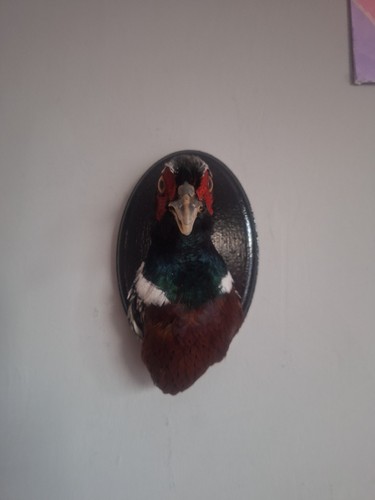 Pheasant taxidermy phasianus - pheasant,