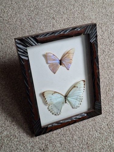 Vintage framed real butterfly - framed,