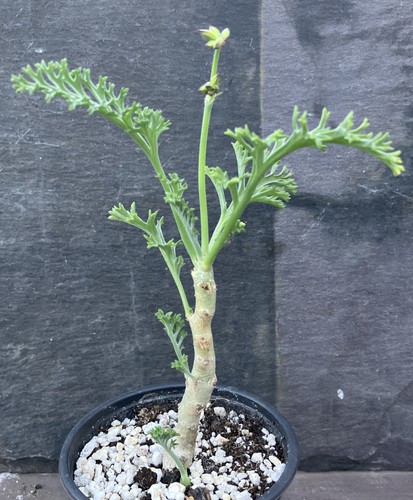 Pelargonium carnosum caudex - pelargonium,