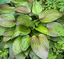 Hosta First Blush Plantain