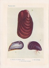 1907 MUSSEL & SHELLS Print - Antique - Sea Life Art - Ocean - 6.15 x 4.25 Inches