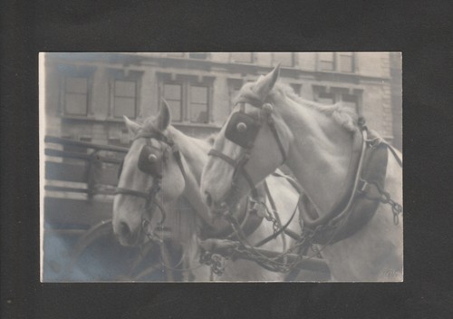 Horses pair harnessed - horses., of