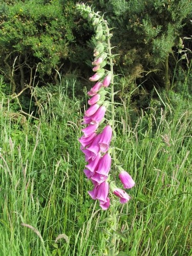 Organic foxglove wild flower - foxglove,