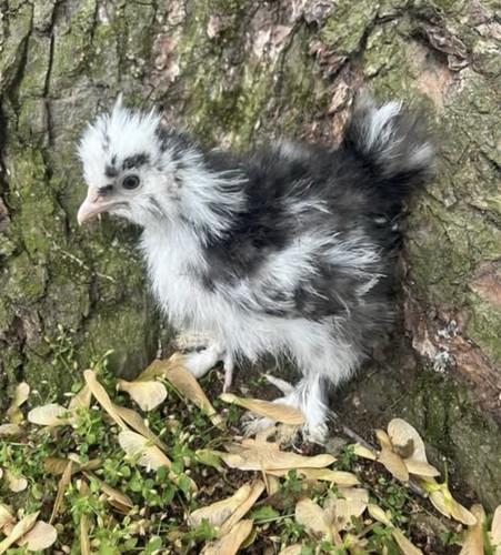 Silkie hatching eggs - 6+,