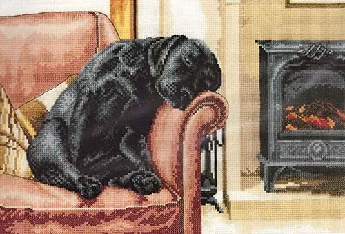 Black labrador cross - black, (131)