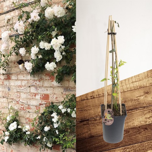 Fragrant climbing bush rose - 1,